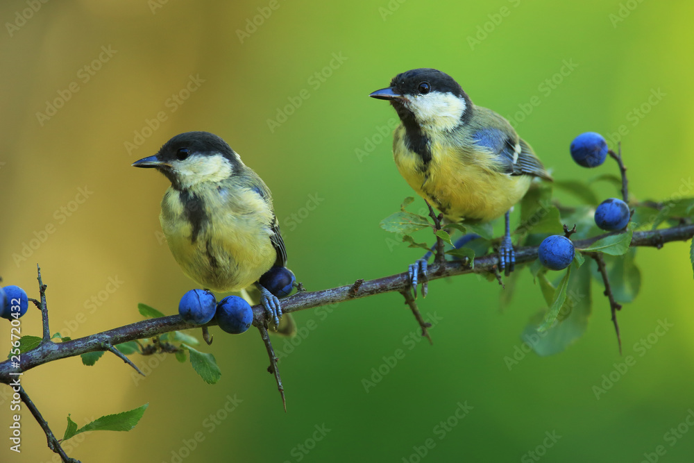 Fototapeta premium Great tits on branch