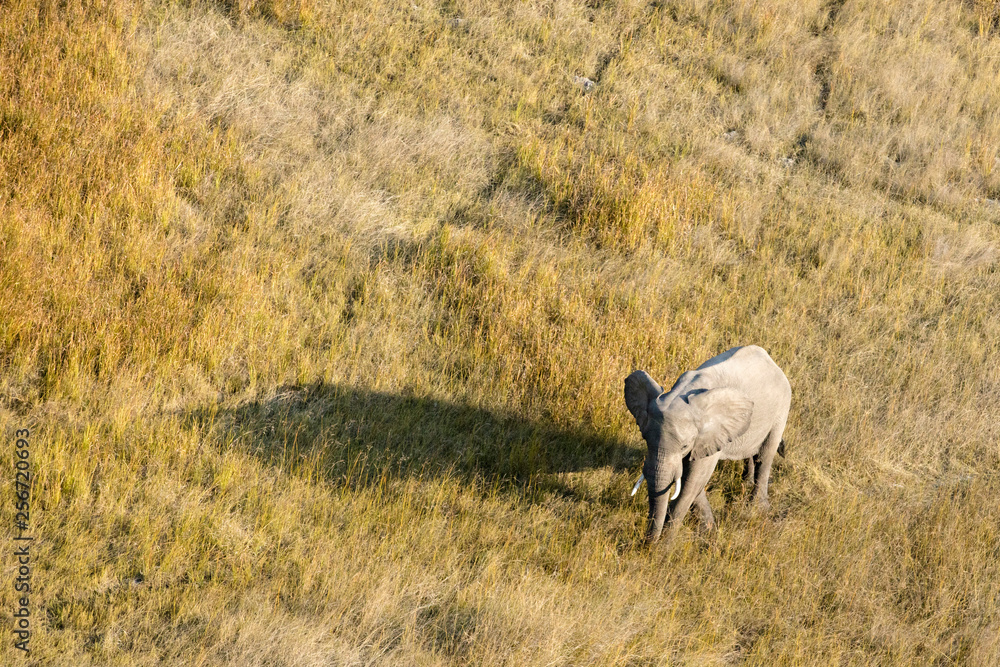 Obraz premium Elephant from above in the Okavango Delta