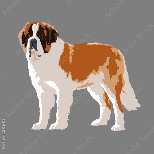 St. Bernard dog