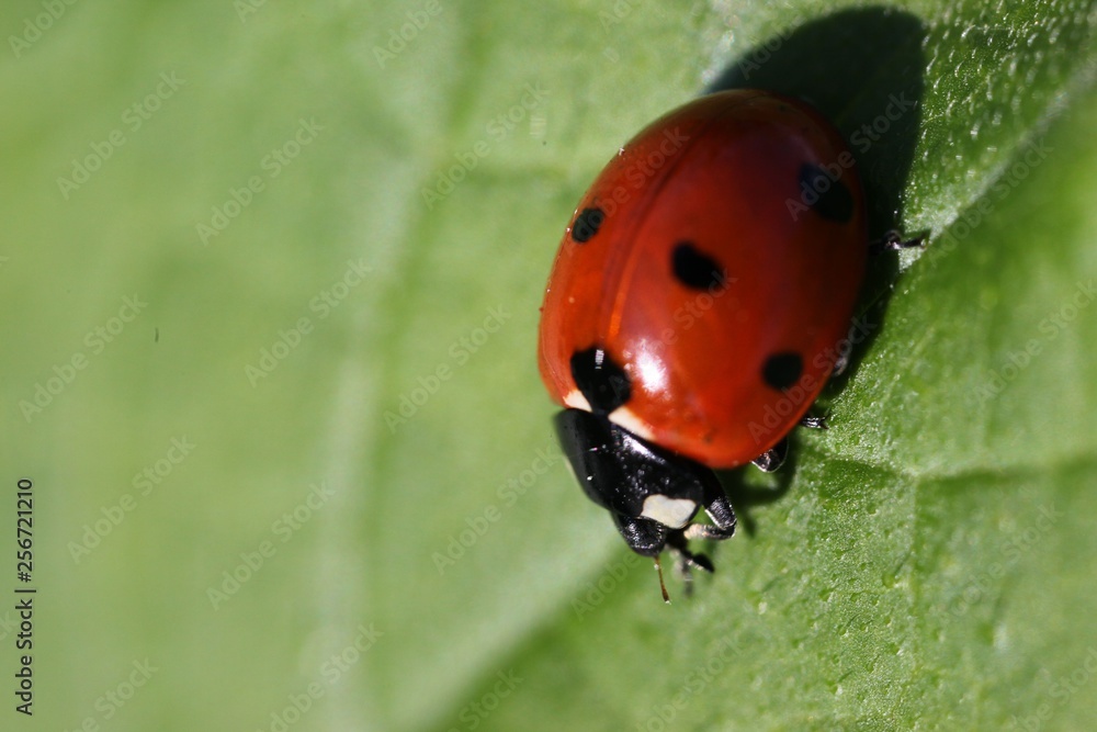 Fototapeta premium bright ladybug on a green leaf.artvin/turkey