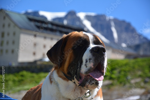 dog, saint bernard and Grand St.Bernard - France, Italy