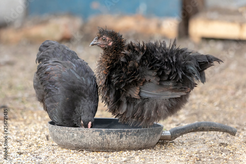 Two bristling black hens standing in a drity pan photo