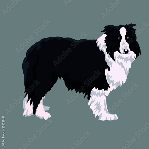 australian coli isolated white background