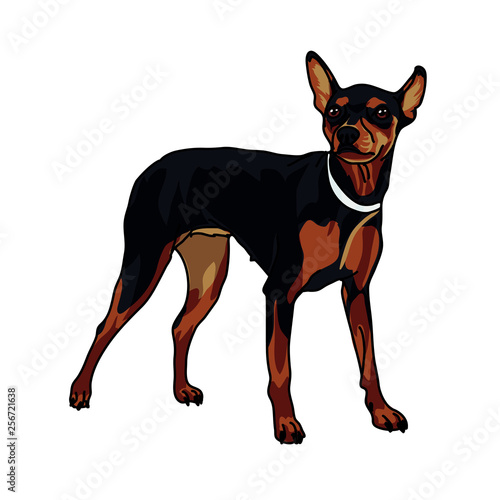 toy terrier dog isolated white background