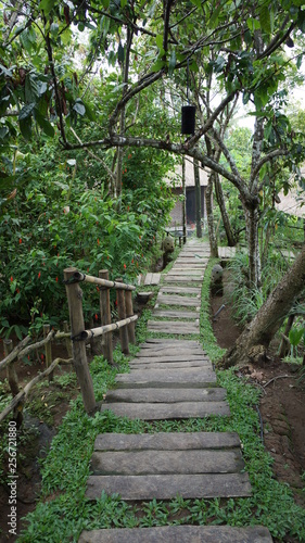 Culture de caf   kopi luwak    bali