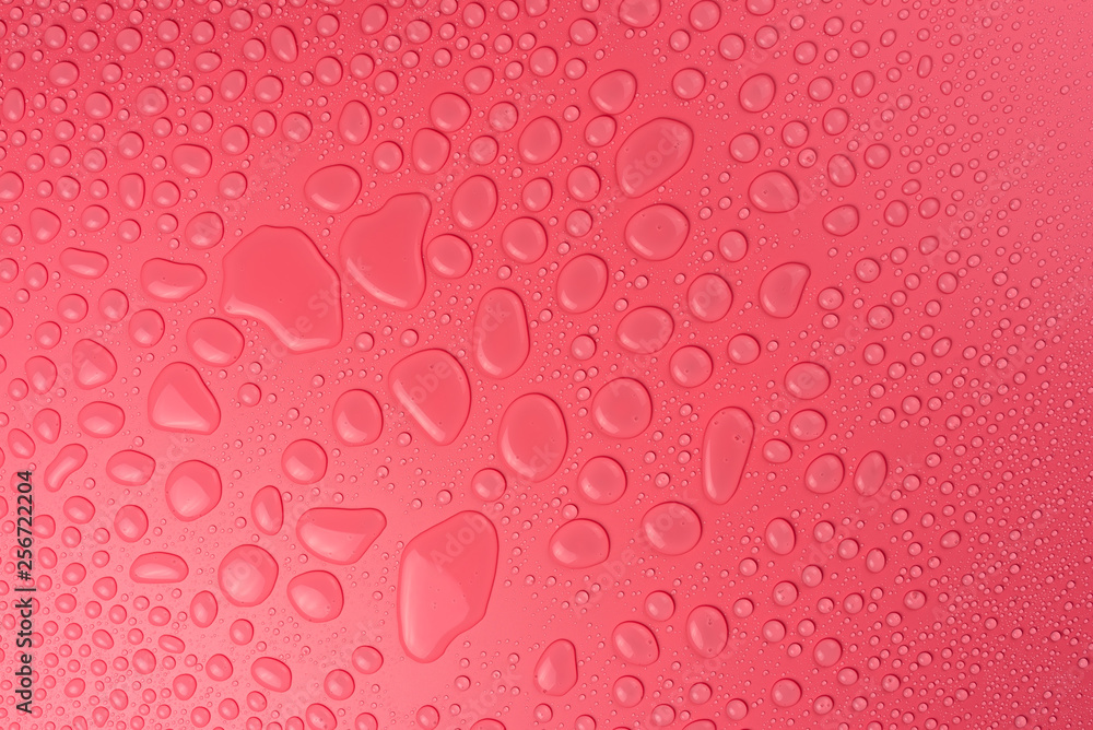 Water drops on a pink, matte background illuminated with a delicate light. Water drops on a pink, matte background illuminated with a delicate light.