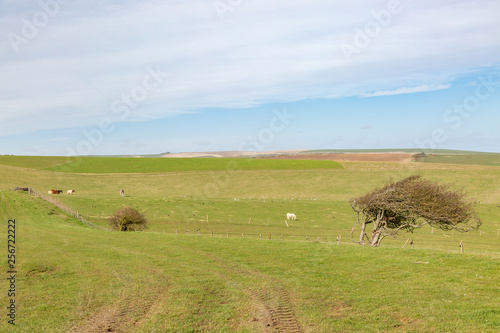 An idyllic Sussex landscape on a sunny spring day