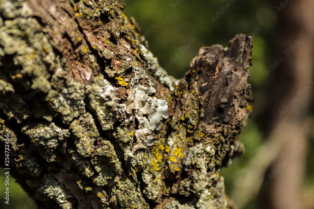 lichen on bark lichen on bark