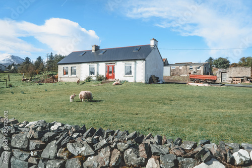 Farm Sheep photo