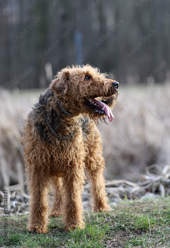 dog in park,Airedale terrier