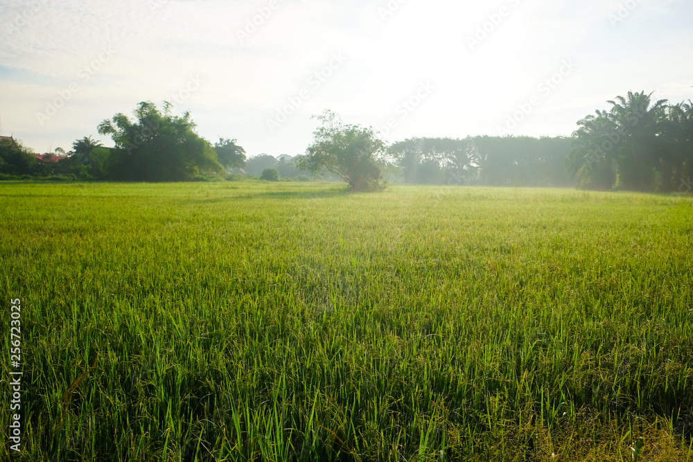 Landscape of rice plantation field morning sunrise