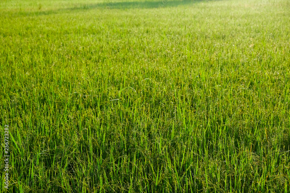 Landscape of rice plantation field morning sunrise Landscape of rice plantation field morning sunrise