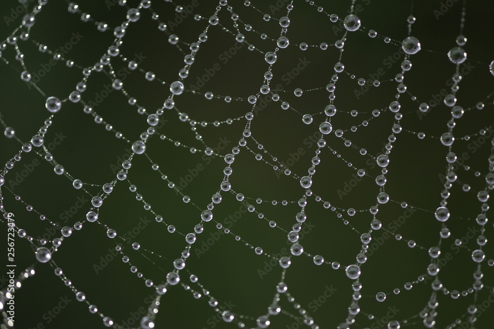 Fototapeta premium The spider web (cobweb) closeup background.