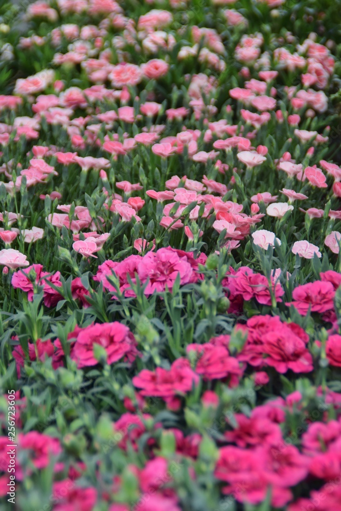 Vasi fioriti di garofani rosa