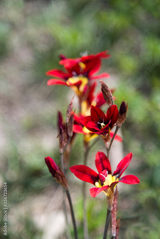 red sparaxis flowers in the garden fulsun red sparaxis flowers in the garden fulsun