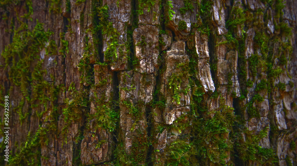 Obraz premium tree background