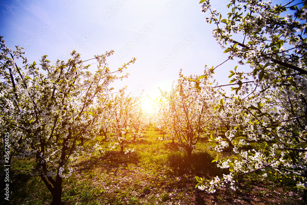 apple garden, blossom on tree, spring time