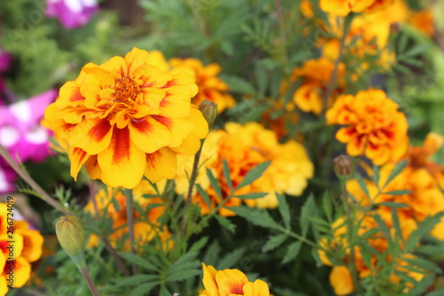 beautiful, fragrant flowers marigolds 