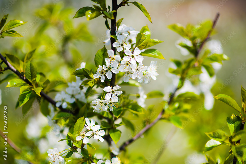 apple garden, blossom on tree, spring time apple garden, blossom on tree, spring time