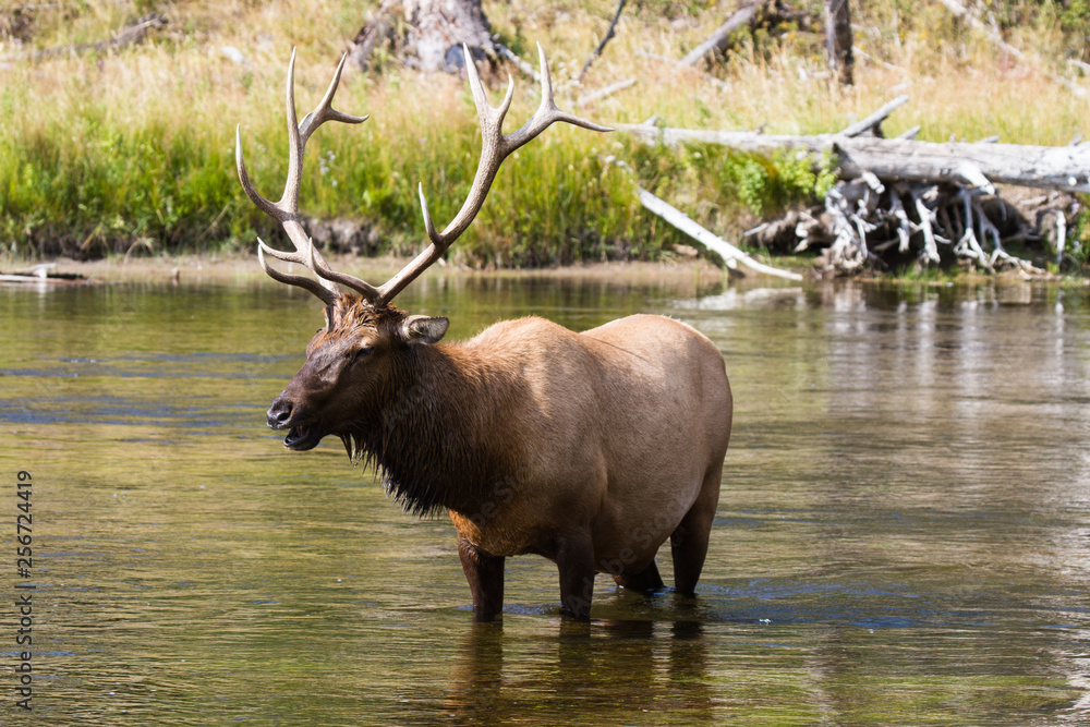 Fototapeta premium Wapiti Hirsch 55