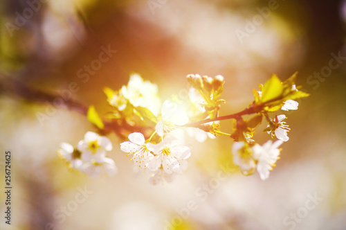 apple garden, blossom on tree, spring time © The Len