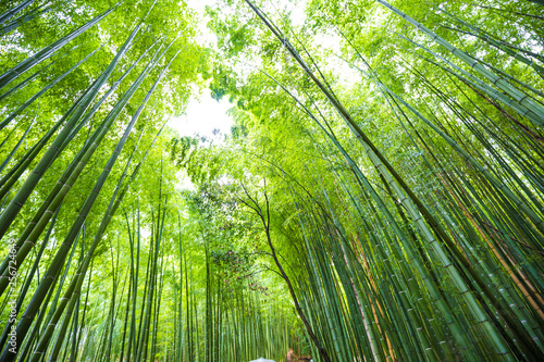 Green bamboo forest background in Arashiyama Kyoto