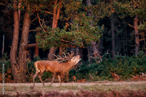 Red deer stag bellowing  in rutting season in National Park Hoge Veluwe in the Netherlands © henk bogaard