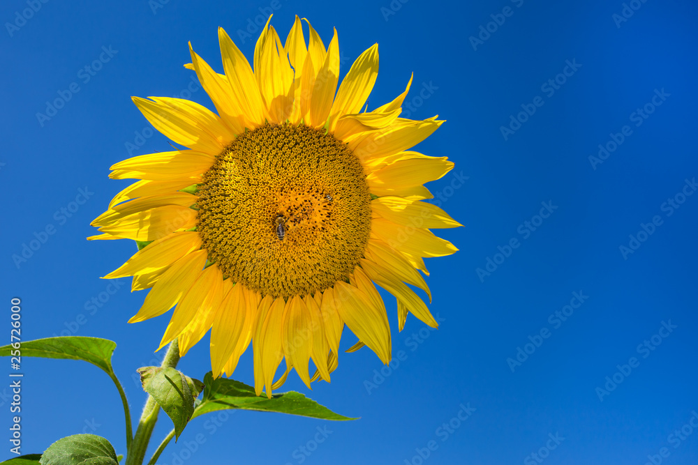 Beautiful sunflowers in the field natural background, Sunflower blooming Beautiful sunflowers in the field natural background, Sunflower blooming