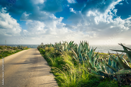 Beautiful road to the beach with intense green vegetation: plants, bulrush and aloe. Colorful seascape with dramatic sky with clouds