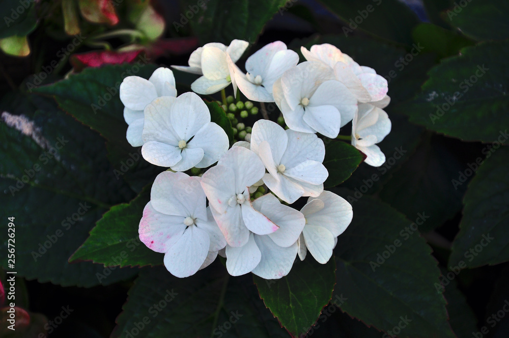  white fleur