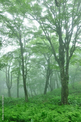 霧の黒岳の広葉樹林