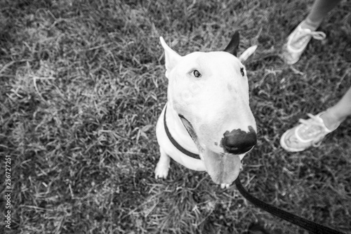 Happy bull terrier in grass with ball  outdoor in park