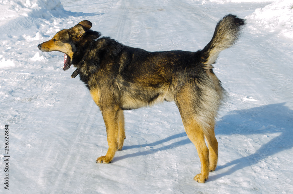 homeless mongrel in the winter in the cold