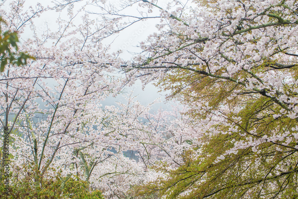 Full bloom pink sakura park april autumn Full bloom pink sakura park april autumn