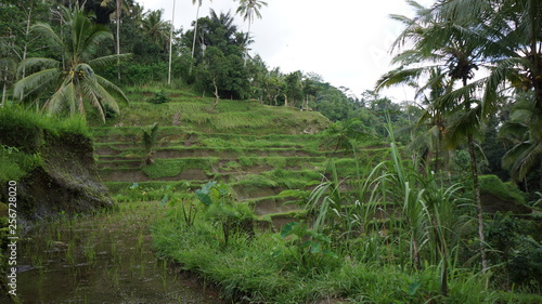 Visite des rizières en indonésie