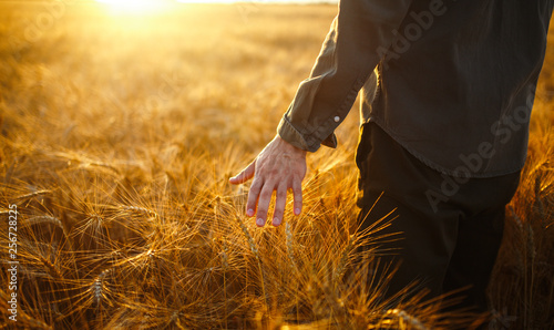 Amazing view with Man With His Back To The Viewer In A Field Of Wheat Touched By The Hand Of Spikes In The Sunset Light. Farmer Walking Through Field Checking Wheat Crop.Wheat Sprouts In Farmer's hand