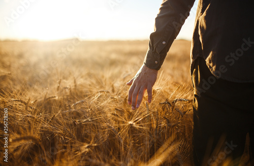 Amazing view with Man With His Back To The Viewer In A Field Of Wheat Touched By The Hand Of Spikes In The Sunset Light. Farmer Walking Through Field Checking Wheat Crop.Wheat Sprouts In Farmer's hand