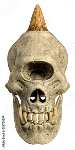 cyclops monster skull in a white background photo