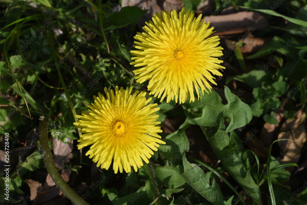 The young leaves of The young leaves of