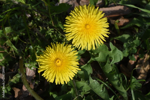 The young leaves of  Dandelion  are also edible.