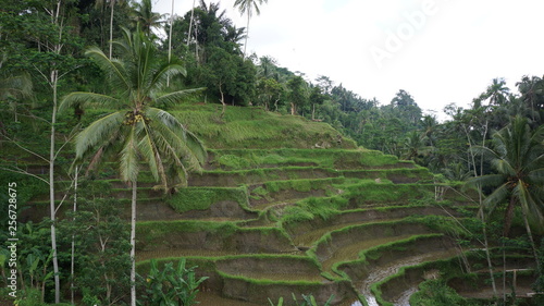 Visite des rizières en indonésie