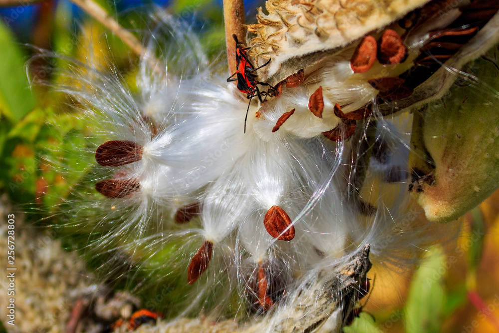 Fall Seed Pods Fall Seed Pods