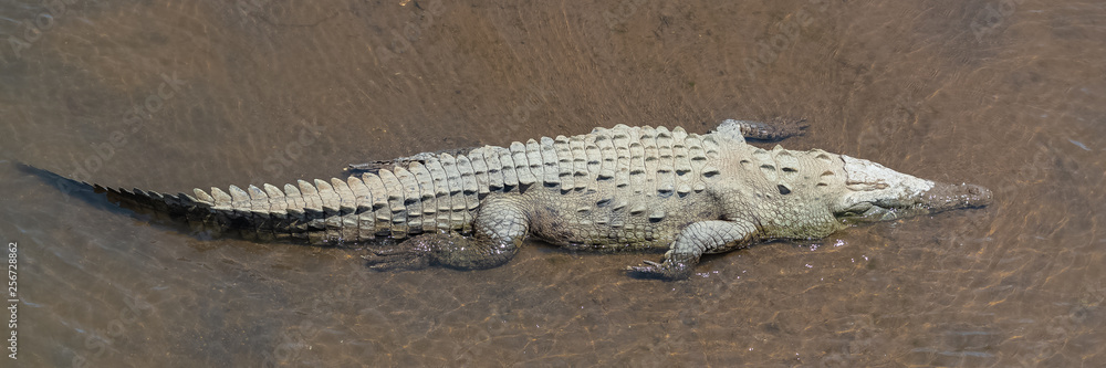 Fototapeta premium Caiman, Caiman crocodilus, animal in the river in Costa Rica