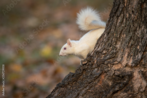 White squirrel in the woods