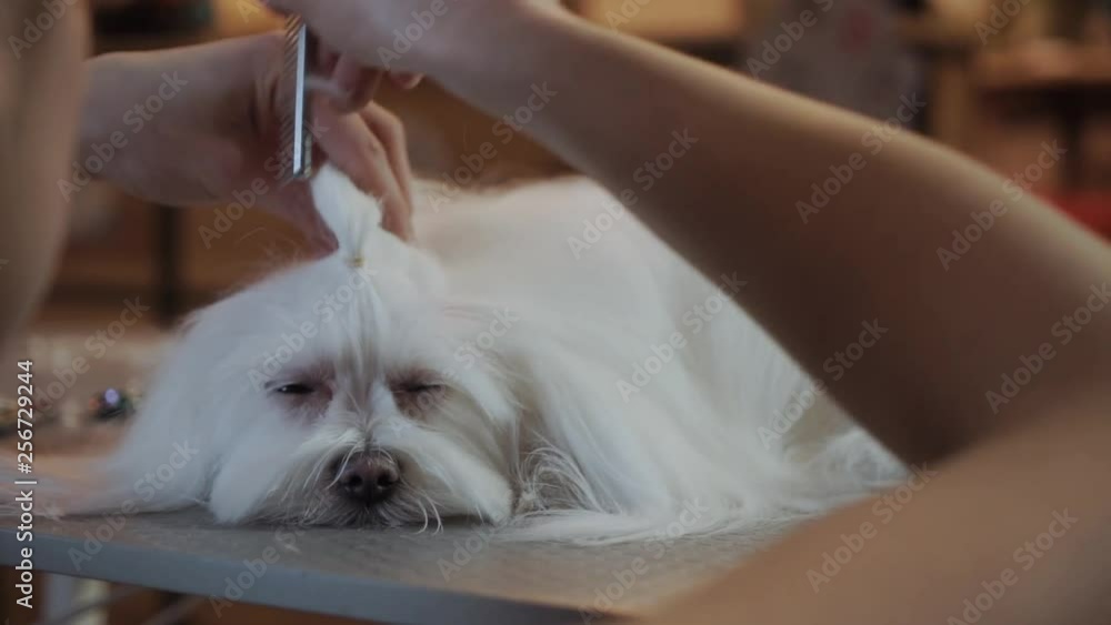 Female groomer brushing maltese dog at grooming salon. Female groomer brushing maltese dog at grooming salon.