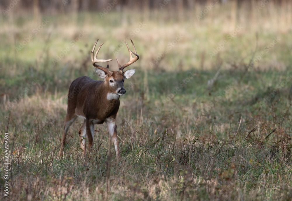 Fototapeta premium Large white-tailed deer buck in meadow