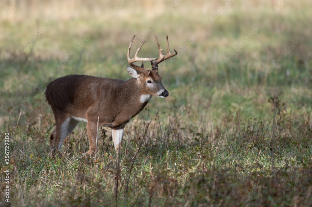 Large white-tailed deer buck in meadow Large white-tailed deer buck in meadow