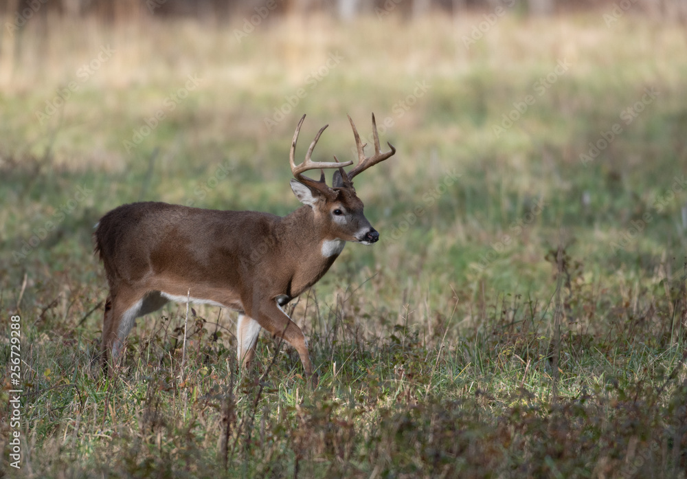 Large white-tailed deer buck in meadow Large white-tailed deer buck in meadow