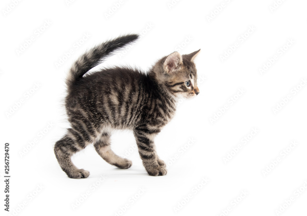 tabby cat on white background tabby cat on white background