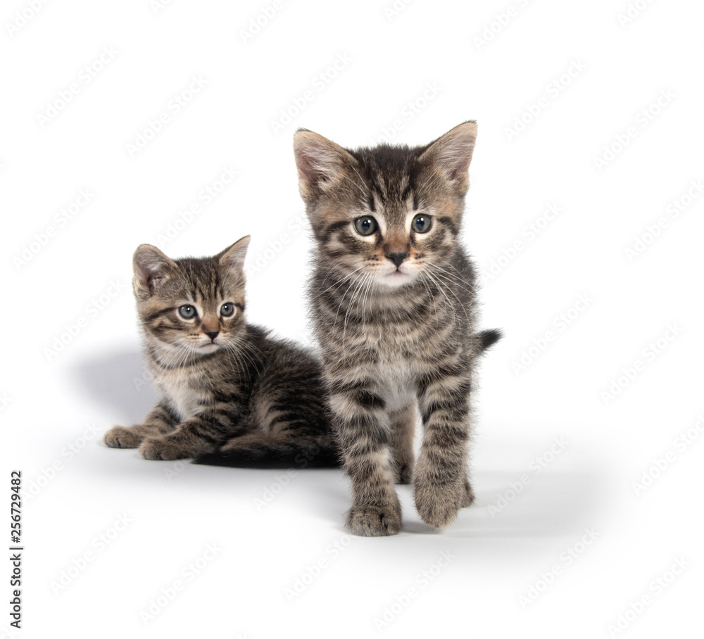 Two tabby kittens on white background Two tabby kittens on white background